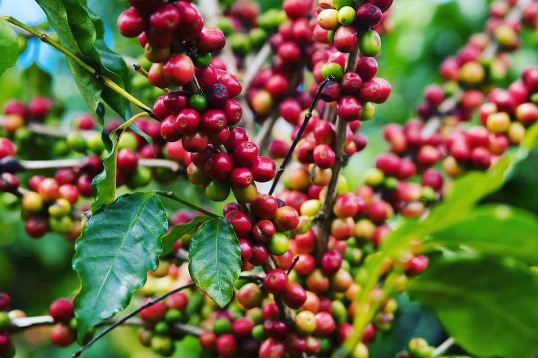 Plantación de café